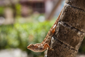 lizard in backlight on a tree