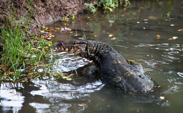 Large asian water monitor lizard  in the river