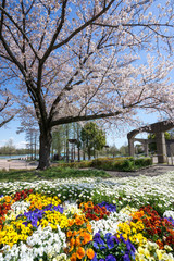 Fototapeta premium 満開の桜 水元公園