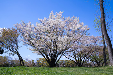 満開の桜 水元公園