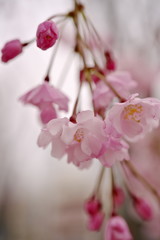 Fototapeta na wymiar 咲き始めた枝垂れ桜