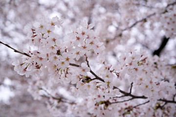 桜乱舞