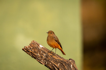 Black redstart or Phoenicurus ochruros portrait with green background at keoladeo national park or bird sanctuary, bharatpur, rajasthan,  india	