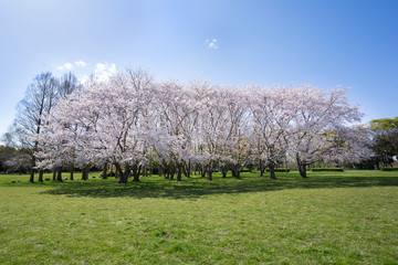 Obraz premium 満開の桜 水元公園