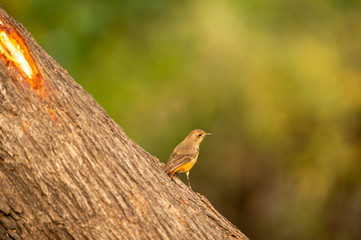 Black redstart or Phoenicurus ochruros portrait with green background at keoladeo national park or bird sanctuary, bharatpur, rajasthan,  india	