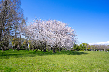 満開の桜 水元公園