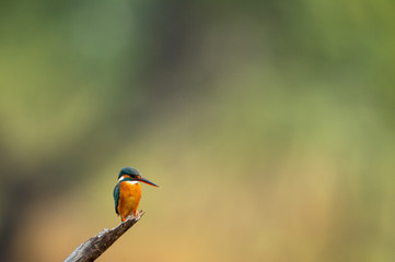 common kingfisher or Alcedo atthis is a small colorful and beautiful bird sitting on a beautiful perch with green background at keoladeo national park, bharatpur, rajasthan, india