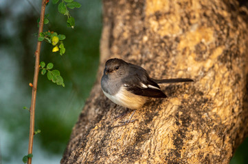 Oriental magpie robin or Copsychus saularis also bangladesh national bird close up at keoladeo national park, bharatpur, india