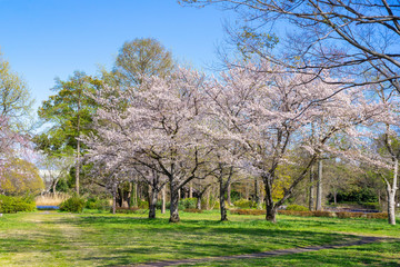 Fototapeta premium 満開の桜 水元公園