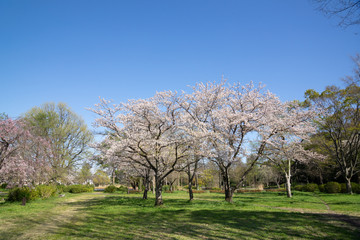 Fototapeta na wymiar 満開の桜 水元公園