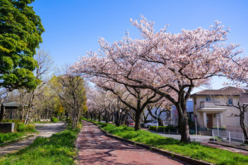 満開の桜 水元公園