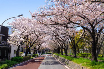 満開の桜 水元公園
