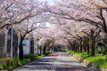 満開の桜 水元公園