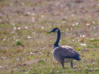 canada goose