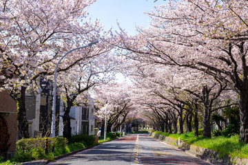 満開の桜 水元公園