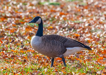 canada goose