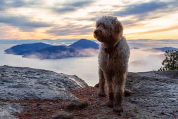 Cute and Adorable Dog, Goldendoodle, is on top of a Mountain during a sunny summer sunset. Taken on Tunnel Bluffs, West Vancouver, British Columbia, Canada.