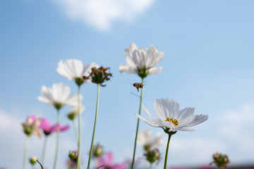Fototapeta premium Cosmos sulphureus, Mexican Aster,Beautiful garden landscape With a bee, colorful blooming flowers,white flowers