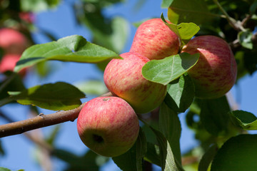 Apples ripening on the branch of an Apple tree