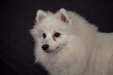 The Japanese Spitz