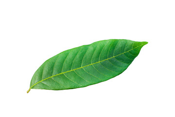 green leaves isolated on white background, fresh green leaves