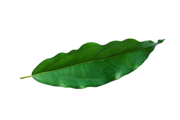 Fototapeta na wymiar green leaves isolated on white background, fresh green leaves