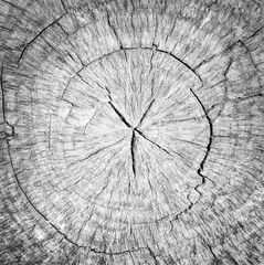 Round cut down tree with annual rings, Old gray Wood texture abstract background