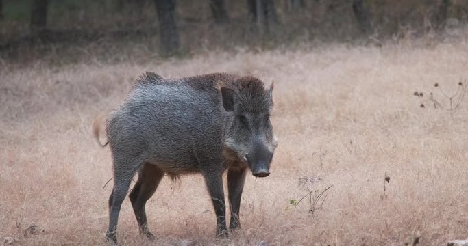 Male Indian wild boar grazing in Ranthambore National Park, Rajasthan, India