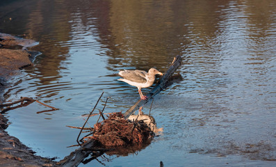 Ready to hunt seagull standing in water on ocean shore.