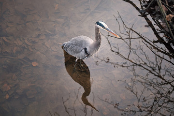 Large heron hunting in the sea. Grey heron on the hunt.