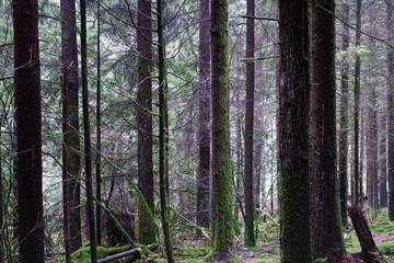 Trees in rain forest covered with moss.
