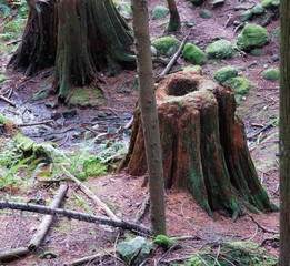 Old stump overgrown with moss.