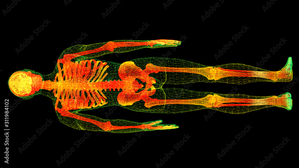Poster Futuristic head up display motion element virtual biomedical holographic human body scan neurological examination, axial skeleton, vertebral column, DNA and heart diagnostic for background display