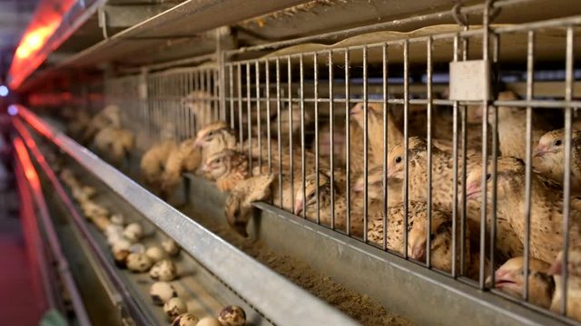 quail bird farm egg cage organic animal poultry