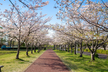 満開の桜 みさと公園