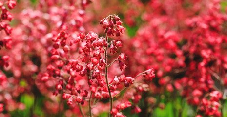 Blooming red coral bells. Beautiful landscape with colorful burgundy flowers. Amazing field of spring or summer plants in blossoming period. Close up picture of flowering plant in the home garden.