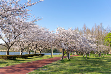 満開の桜  みさと公園