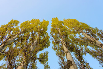 Tall poplars against the sky as background