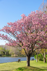 Naklejka premium 満開の桜 みさと公園