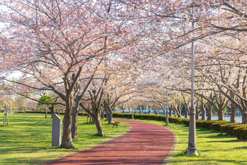 満開の桜  みさと公園