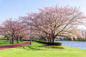Fototapeta na wymiar 満開の桜 みさと公園