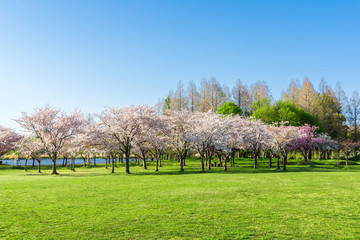 満開の桜  みさと公園
