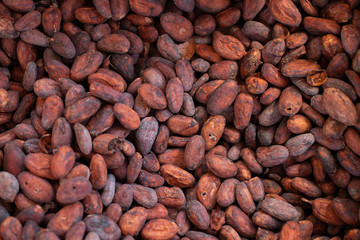 Top view of Coco seed preparing to make Chocolate.