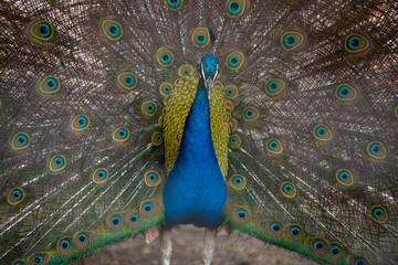Obraz premium peacock