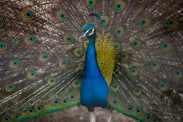 Obraz premium peacock