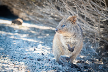 Quokka looking out to the distance