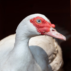 duck with blue eye