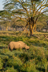 Naklejka premium Black rhino in the yellow acacia forest, Lake Nakuru, Kenya