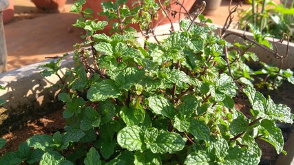 plant mint in the garden