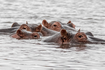 Four hippos submerged with only eyes showing